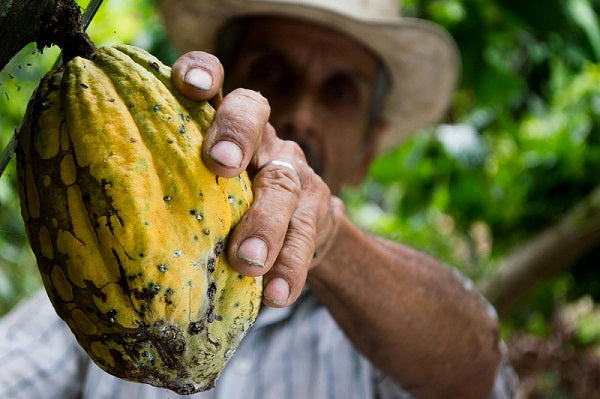 Your Guide to Different Types of Cocoa Beans