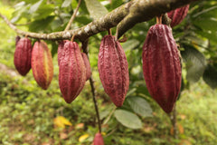 Goodnow Farms - "El Carmen with Coffee Crunch" 69% Dark Chocolate - Nicaragua