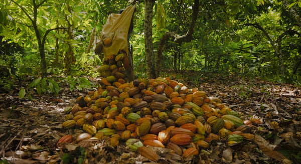Chocolate Tasting: "The Chocolate Uplift" - November 2nd, 2025 - 3:00pm
