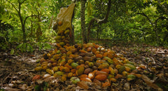 Chocolate Tasting: "The Chocolate Uplift" - November 2nd, 2025 - 3:00pm